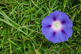 Fototapeta Storczyk - Wilec purpurowy leżący na trawie