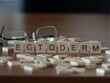 ectoderm word or concept represented by wooden letter tiles on a wooden table with glasses and a book