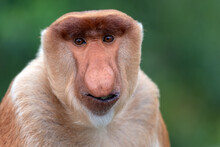 Portrait Of Male Proboscis Monkey (Nasalis Larvatus)