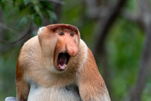 Portrait Of Aggressive Male Proboscis Monkey (Nasalis Larvatus) In Sabah Borneo Malaysia