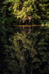 Wall Mural - Reflection of conifer tree on the quiet water surface of a lake in the forest