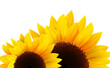 Sunflowers isolated background, romantic flower 3D .