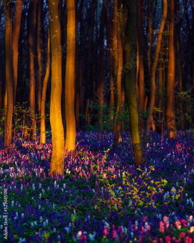 Fototapete - The magical forest at sunset is covered with Corydalis cava flowers and illuminated trunks.