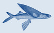 Tropical two-wing flyingfish exocoetus volitans, marine fish in side view