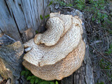 Fototapeta Lawenda - Wood-decay fungus in Willowbrook ,IL, USA