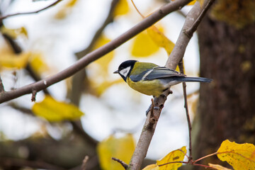 Autumn scene with cute big bird. Titmouse in natural habitat. Titmouse close-up
