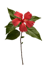 Twig With Hibiscus Flower