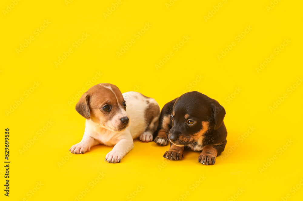 Cute funny puppies on yellow background