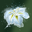 Watercolor flowers, beautiful iris flower, floral design, botanical illustration