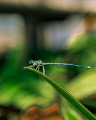 Poster - Vertical shot of a dragonfly on the leaf with blurred background