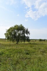 Sticker - Weeping Willow in a Field