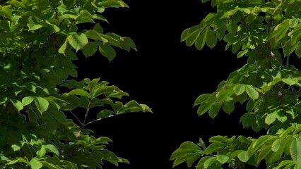 Isolated tree in the wind with transparent background alpha channel. Alpha channel plant tree with a transparent background for overlaying other images during installation