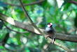 Java sparrow on a tree branch