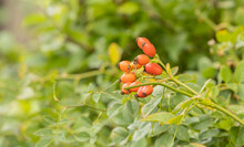 Bright Orange Rose Hips Against A Blured Green Hedgerow