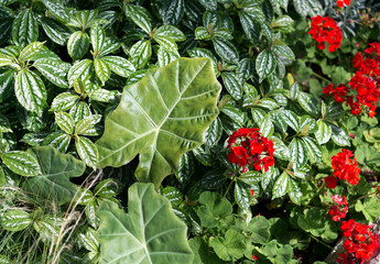 floral background with green foliage