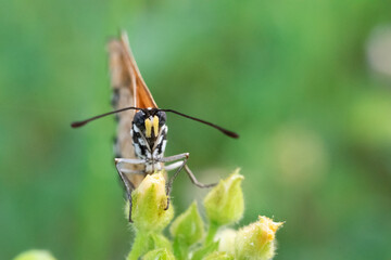 Wall Mural - frontal close up of tawny coster Acraea terpsicore on a bush plant flower
