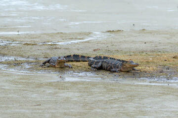 2 Alligator chilling on a mud island