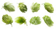 Set with fresh green hops on white background. Banner design
