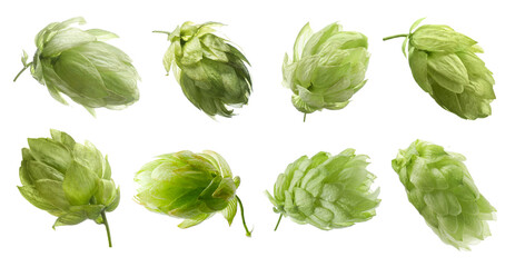 set with fresh green hops on white background. banner design