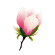 Rozkwitająca magnolia. Ręcznie rysowany pąk kolorze bladego różu na gałązce.