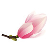 Rozkwitająca magnolia. Ręcznie rysowany pąk kolorze bladego różu na gałązce.