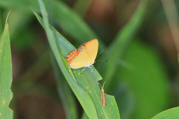 a Close up of butterfly pollinating on leaf