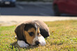 © João Kermadec - Two months old beagle puppy playing in the park