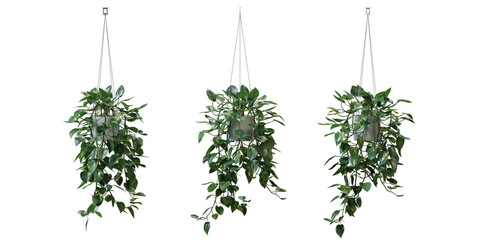 Wall Mural - Heart Leaf Philodendron in a plant pot isolated on transparent background, minimal and scandinavian style,Realistic 3D render