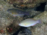 Fototapeta  - スジブダイとアオブダイの幼魚