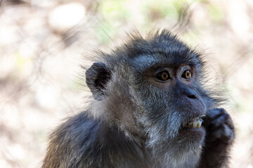 Wall Mural - portrait d'un macaque en gros plan