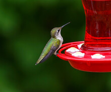 Ruby Throat Hummingbird Standing On The Nectar Feeder