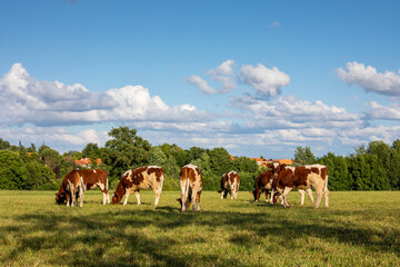 Wall Mural - Troupeau de jeunes vaches laitières dans les champs.