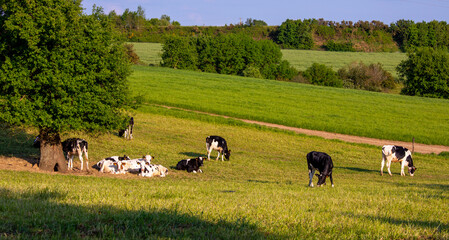 Wall Mural - Troupeau de vache laitière dans la campagne en rance.