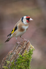 Aufkleber - A profile close up portrait of a european goldfinch, carduelis,  perched on an old tree stump