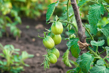 green tomatoes on the bushes. the concept of growing tomatoes. unripe vegetables in the garden.