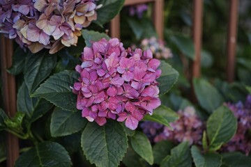 Poster - Purple flower plant in the garden with a bokeh background