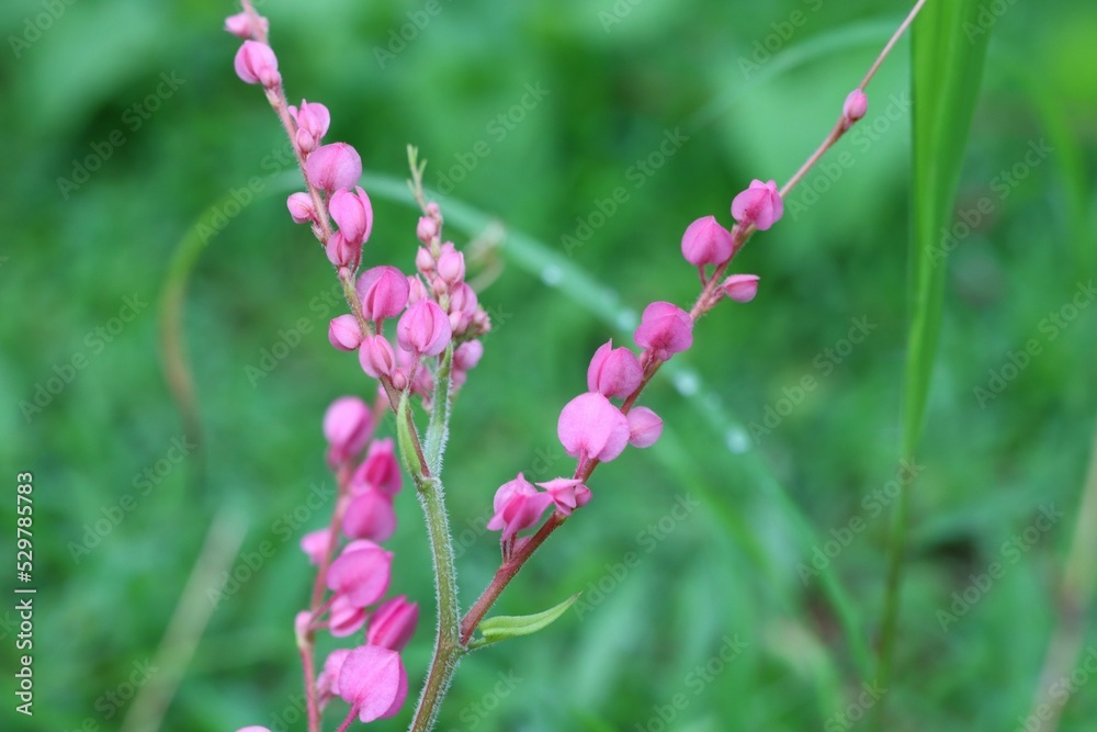 pink-bush-is-a-flowering-plant-of-the-family-polygonaceae-a-pink