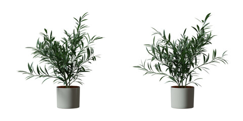 Wall Mural - Oleander tree in a plant pot isolated on transparent background, minimal and scandinavian style, Realistic 3D render