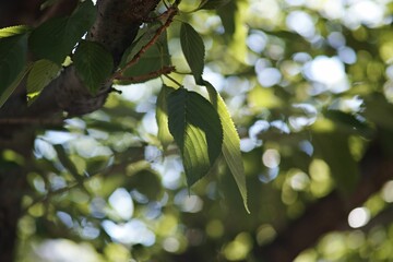 Poster - Green leaves on a plant in the garden