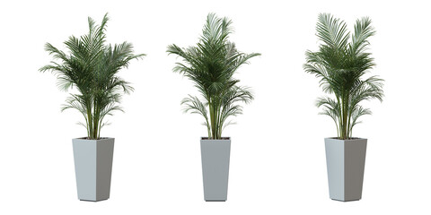 Wall Mural - Areca Palm tree in a plant pot isolated on transparent background, minimal and scandinavian style,Realistic 3D render