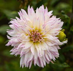 Beautiful close-up of a fimbriated dahlia