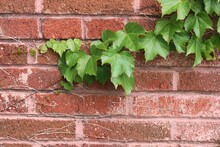 Red Brick Wall With Ivy