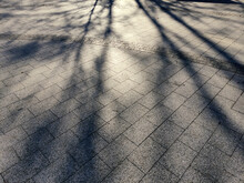 Detailed Shadow Of A Tree On Pavement Tile, Shadow Of A Tree On Tile, Dark Shadows Of Trees On Grey Pavement Street Road Into Sun Light, City Park Way With Blurred Shadows Of Forest, Urban Pavement