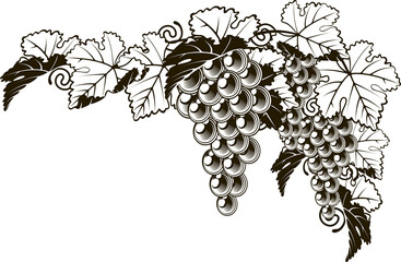 Wall Mural - Grapes vintage style design