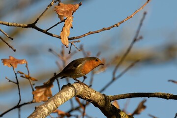 Canvas Print - Robin redbreast bird perching on a tree in the forest