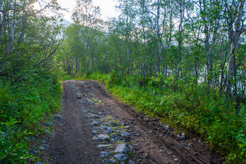 Wall Mural - Dirt road in northern stunted deciduous forest. Khibiny