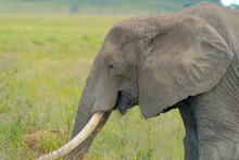 The Elephant Smiles And Is Very Pleased, Diligently Stuffing His Belly With Fresh Grass
