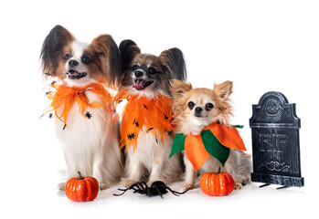 Poster - papillon dogs, chihuahua and halloween