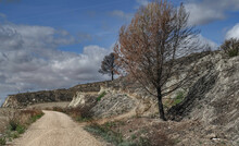 Photo Of A Road Yellowish And Dry Land At The Edge Of The Road Two Trees, One In The Foreground, Dry, Brown, Dead, Burned By Summer Fires, In The Background Another Blacker One Also Burned By Fire, To