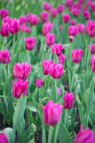 Fototapeta Tulipany - Pink tulips bloom under sunshine in the garden.